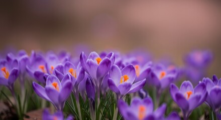 purple crocus flowers