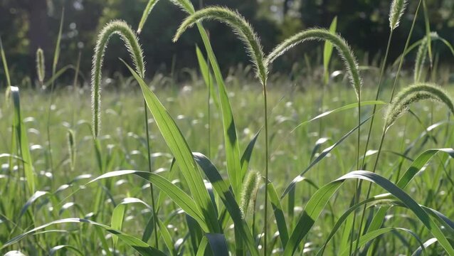 Sunlit foxtails sway gently in meadow, creating a serene and peaceful nature scene ambiance.