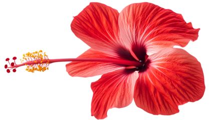 Isolated Vibrant Red Hibiscus Flower With Yellow Pollen On White Background