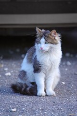 Young Norwegian Forest Cat sitting outdoor and looking away. 