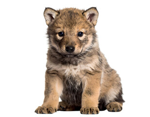 Fototapeta premium Cute Wolf cub isolated on a transparent background.