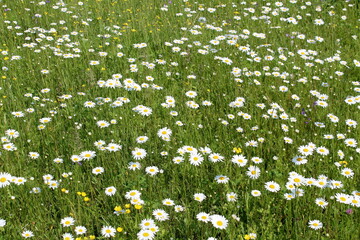 Background of many growing daisies in a field on a summer day.