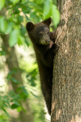 Black Bear cub taken in northern MN in the wild © Stan