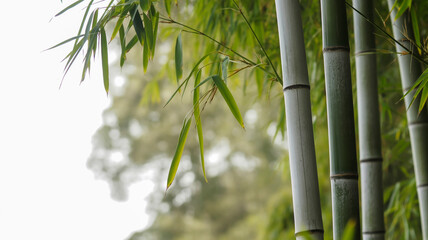 Close up of green bamboo stalks and leaves with a soft blurred background