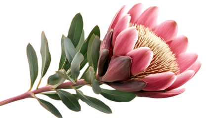 Pink Protea Flower Blossom with Eucalyptus Leaves Botanical Arrangement Isolated on White Background