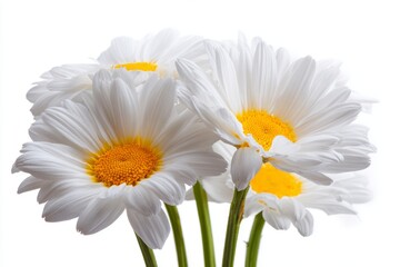 Obraz premium A bouquet of daisies or chamomiles is shown isolated on a white background