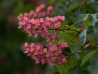 Clusters of vibrant pink and yellow flowers adorn a branch of deep green leaves, with a soft, blurred natural background.