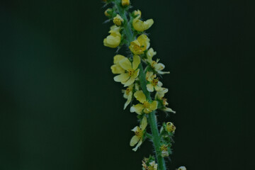 Close up of a sticklewort agrimonia eupatoria plant in bloom