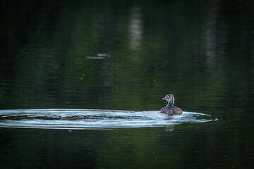 A single young duck swims across a calm, dark green lake, creating gentle ripples in the water under soft, natural light with a peaceful atmosphere.