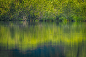 Lush green trees and shrubs reflect vividly on the calm surface of a lake, creating a mirror-like, serene natural scene in soft daylight.