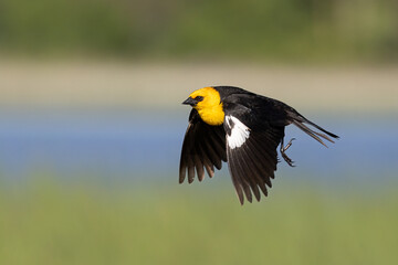 Yellow-headed Blackbird male in flighit taken in central MN