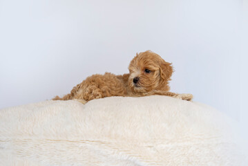 Maltipoo puppy dog resting on a pillow. Maltese and poodle mix puppy isolated on white background....