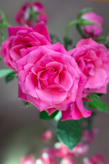 Close-up of vibrant pink roses in bloom. Romantic and elegant floral composition, ideal for Valentine’s Day, wedding designs, or natural beauty themes.