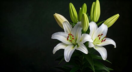 Fototapeta premium White lilies in a dark background.jpg