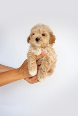 Women's hands hold a cute little maltipoo puppy on a white background.  Puppy dog. Maltese and Poodle mix Puppy Isolated. Cute pet. Funny dog.