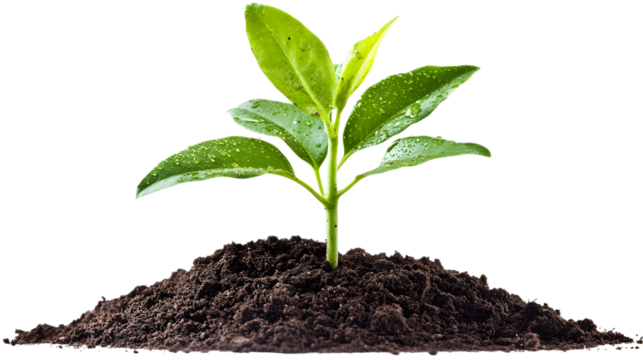 Seedling Emerging Freshly From Soil Symbolizing Growth And New Beginnings