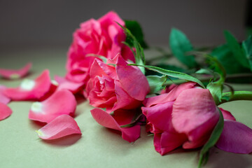 Pink roses with scattered petals on a neutral background. A romantic and delicate floral scene...