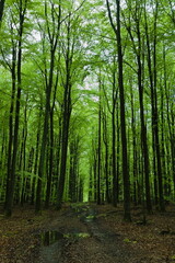 Fototapeta premium European deciduous forest in spring