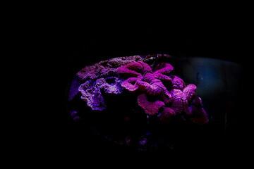 Coral reef aquarium tank photo