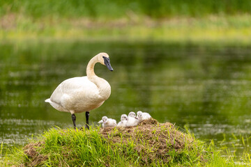 Trumpeter Swan taken in central MN