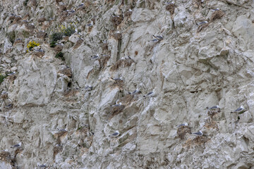 Seegulls colony breeding along the white cliffs of Cap Blanc-Nez at Opal coast Norhern France