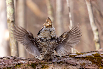 Ruffed Grouse taken in central MN