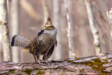 Ruffed Grouse taken in central MN