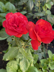 Vibrant red roses blooming beautifully in a lush garden, showcasing delicate petals and rich green foliage, symbolizing love and passion in nature's artistry