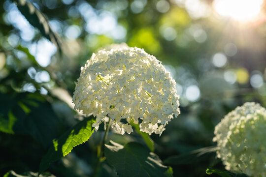  Single white hydrangea bloom glowing in filtered forest light