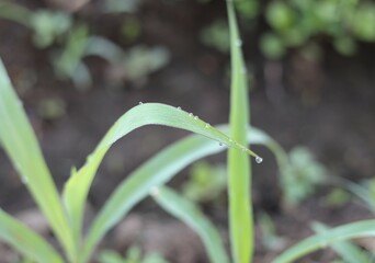 Morning dew sticks to the surface of young corn leaves.