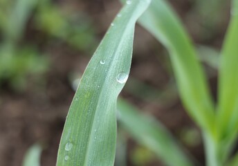 Morning dew sticks to the surface of young corn leaves.