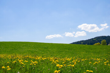 Green meadow with dandelions in the sun under a blue sky in the Black Forest. Photo in landscape format.