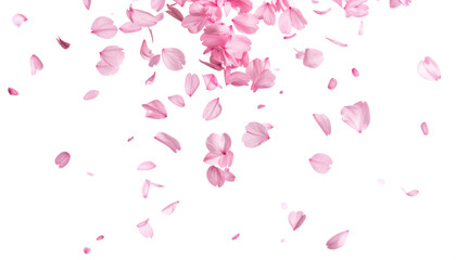 pink petal falling dancing isolated on transparent png