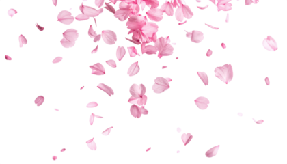 pink petal falling dancing isolated on transparent png