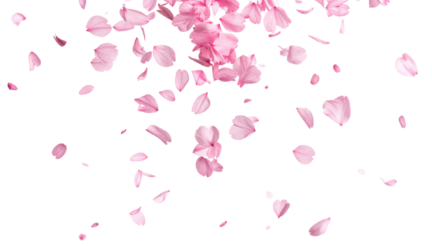 pink petal falling dancing isolated on transparent png