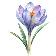 Fototapeta premium Beautiful crocus flower isolated on transparent background