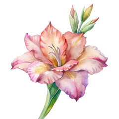 Fototapeta premium Pink gladiolus bloom isolated on transparent background