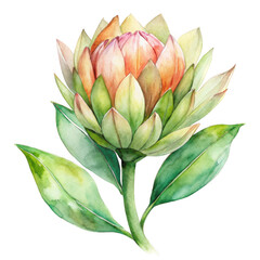 Protea bloom isolated on transparent background