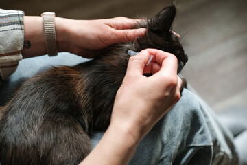 Woman applying spot-on flea and tick repellent to back of neck of dark-colored cat, demonstrating pet care