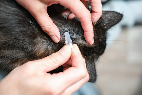 Close-up of hands applying spot-on flea and tick medication to nape of a dark-furred cat's neck, emphasizing precise pet healthcare