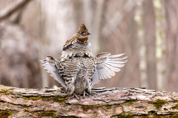 Ruffed Grouse taken in central MN