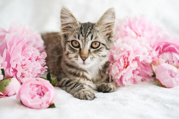 Cute tabby kitten with big eyes lies on a white blanket surrounded by vibrant pink peonies, evoking...
