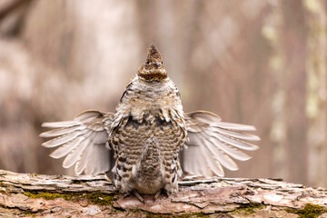 Ruffed Grouse taken in central MN