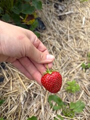 handful of strawberries