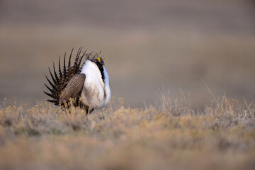 Sage Grouse adult male taken in eastern Wyoming
