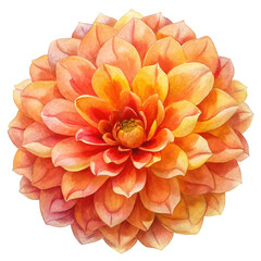 Orange dahlia bloom isolated on transparent background
