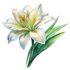 Obraz premium Elegant white lily bloom isolated on transparent background