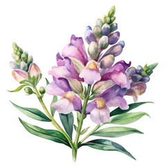 Purple snapdragon flowers isolated on transparent background