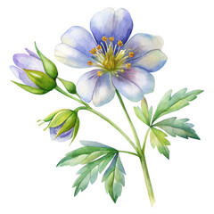 Delicate blue flower isolated on transparent background