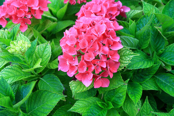 A beautiful close up of pink Hydrangea